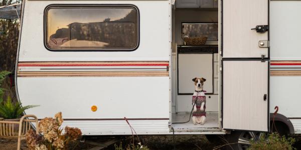 Jack russell terrier dog wearing a knitted sweater in a motorhome.